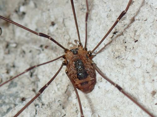 Réf. 187 344 : Leiobunum rotundum